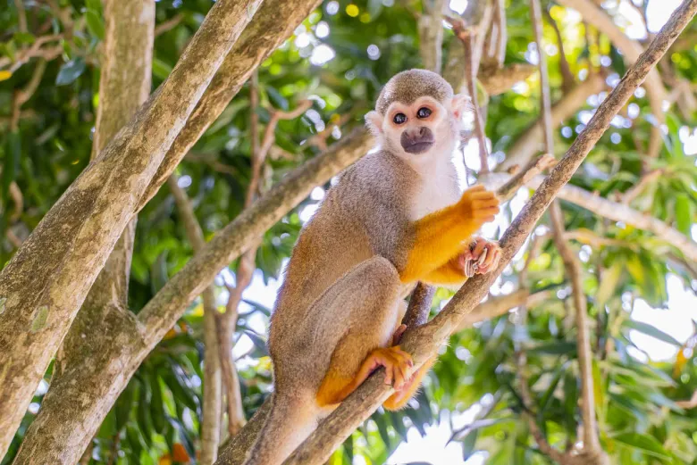 macaco-monkeyland-republica-dominicana